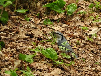 ゴジュウカラ 嵐山公園 2017年5月14日(日)