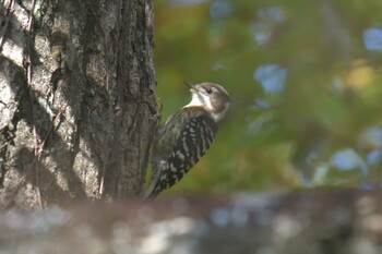 コゲラ 滋賀県甲賀市甲南町創造の森 2021年11月20日(土)