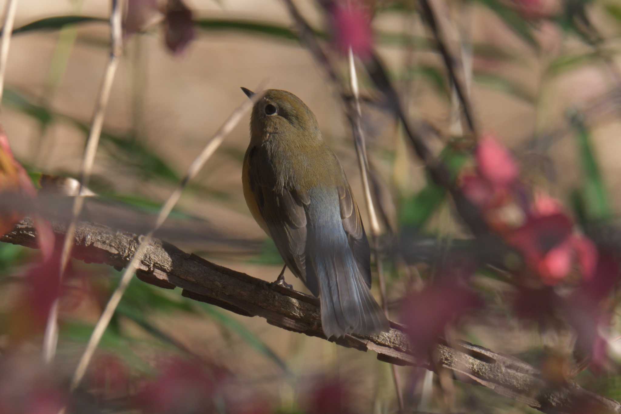 滋賀県甲賀市甲南町創造の森 ルリビタキの写真 by masatsubo