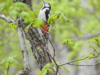 エゾアカゲラ 嵐山公園 2017年5月14日(日)