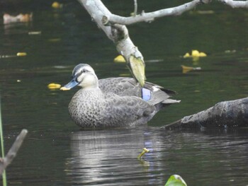 2021年11月12日(金) 石神井公園の野鳥観察記録