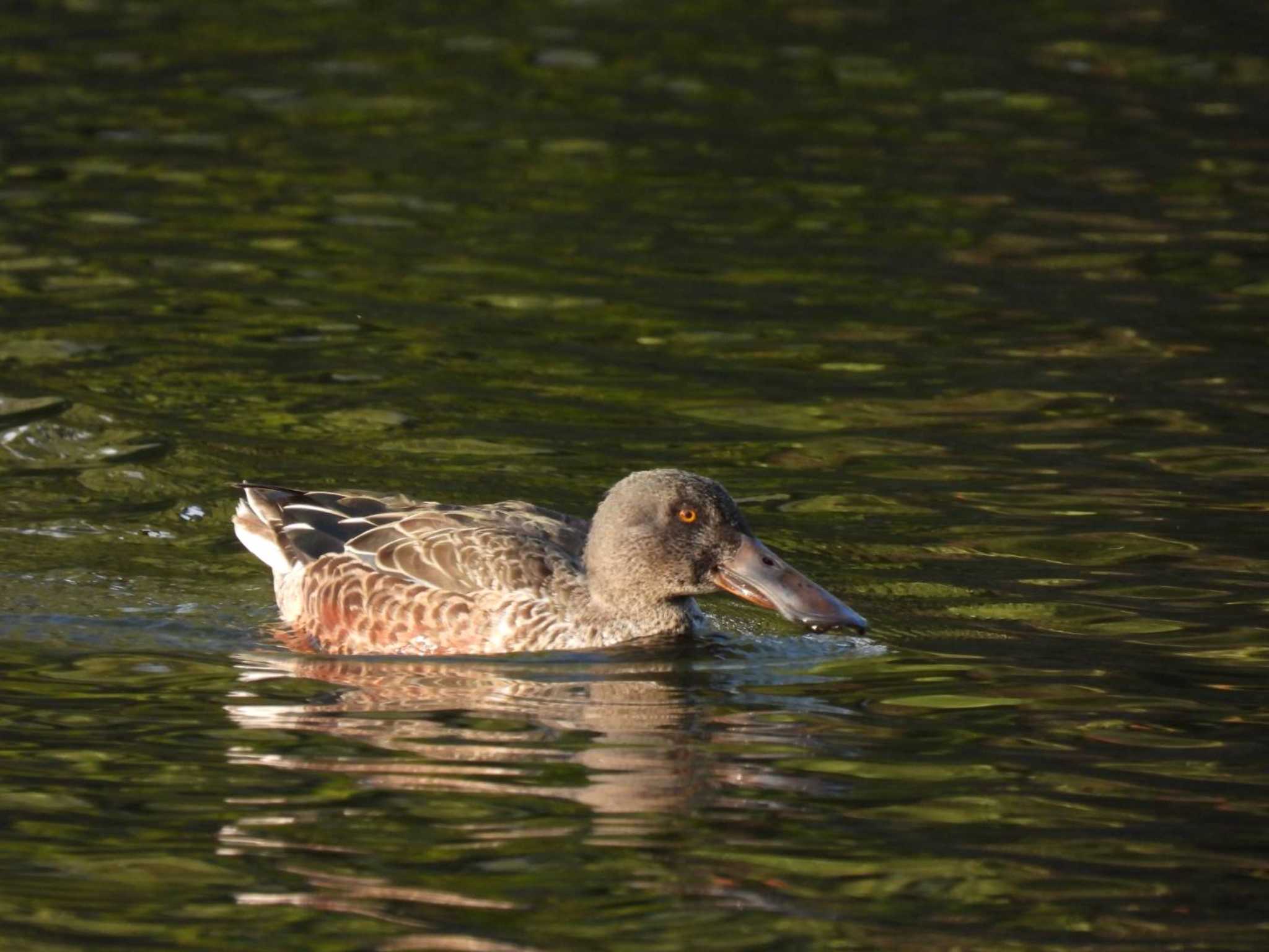 石神井公園 ハシビロガモの写真 by TGUISS生の野鳥記