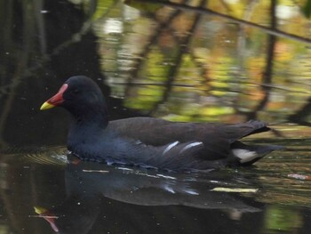 バン 善福寺公園 2021年11月20日(土)