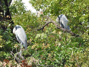 アオサギ 善福寺公園 2021年11月20日(土)