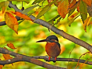 2021年11月20日(土) 善福寺公園の野鳥観察記録