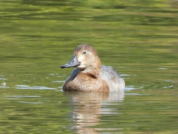 ホシハジロ 善福寺公園 2021年11月20日(土)