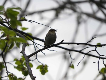 未同定 嵐山公園 2017年5月14日(日)