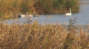 オオハクチョウ 芝川第一調節池(芝川貯水池) 2021年11月20日(土)