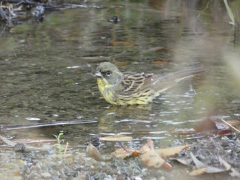 2021年11月20日(土) 三ツ池公園(横浜市鶴見区)の野鳥観察記録