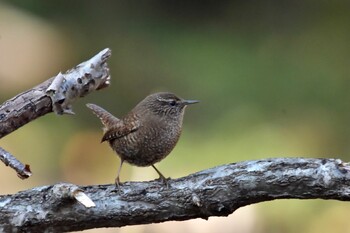 Eurasian Wren 油山市民の森 Sat, 11/20/2021