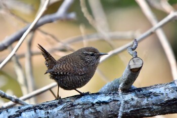 Eurasian Wren 油山市民の森 Sat, 11/20/2021