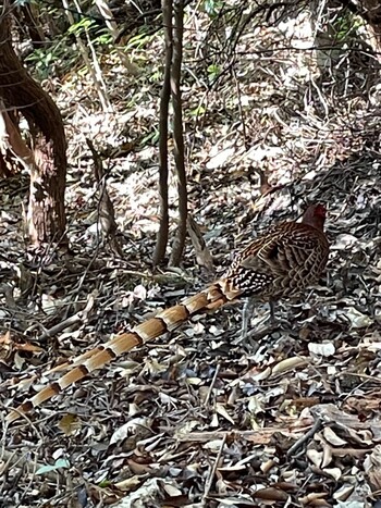 2021年11月20日(土) 東海自然歩道の野鳥観察記録