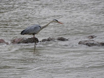 Grey Heron 嵐山公園 Sun, 5/14/2017