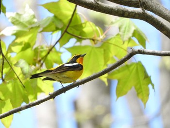 Sun, 5/14/2017 Birding report at 嵐山公園