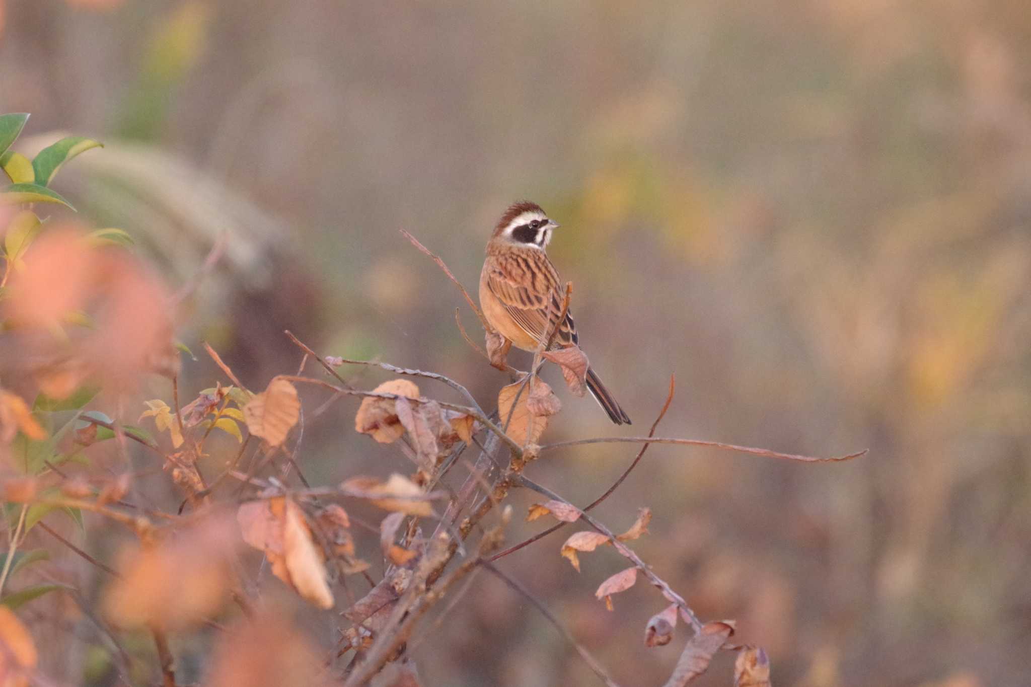 Photo of Meadow Bunting at 多摩川二ヶ領宿河原堰 by さすらう葦