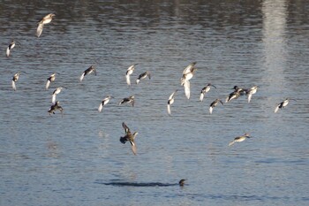 Eurasian Teal 多摩川二ヶ領宿河原堰 Sat, 11/20/2021