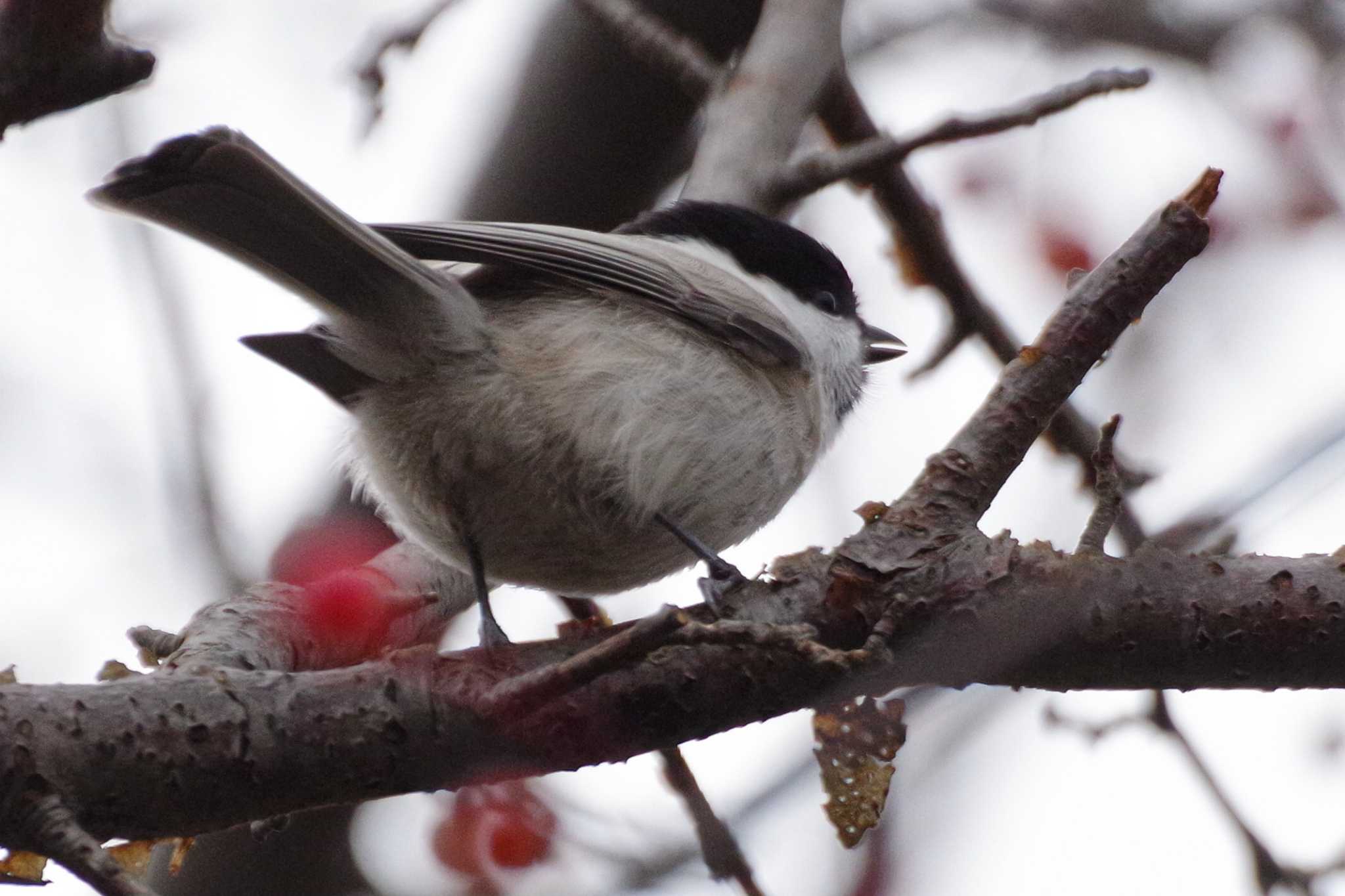 福井緑地(札幌市西区) ハシブトガラの写真 by 98_Ark (98ｱｰｸ)