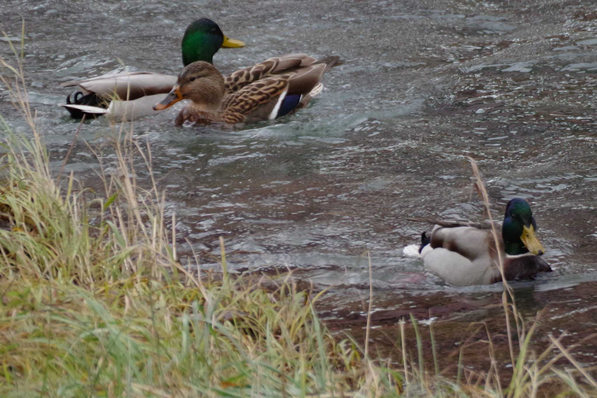 福井緑地(札幌市西区) マガモの写真 by 98_Ark (98ｱｰｸ)