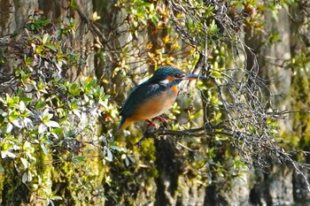 2021年11月20日(土) 千里南公園の野鳥観察記録