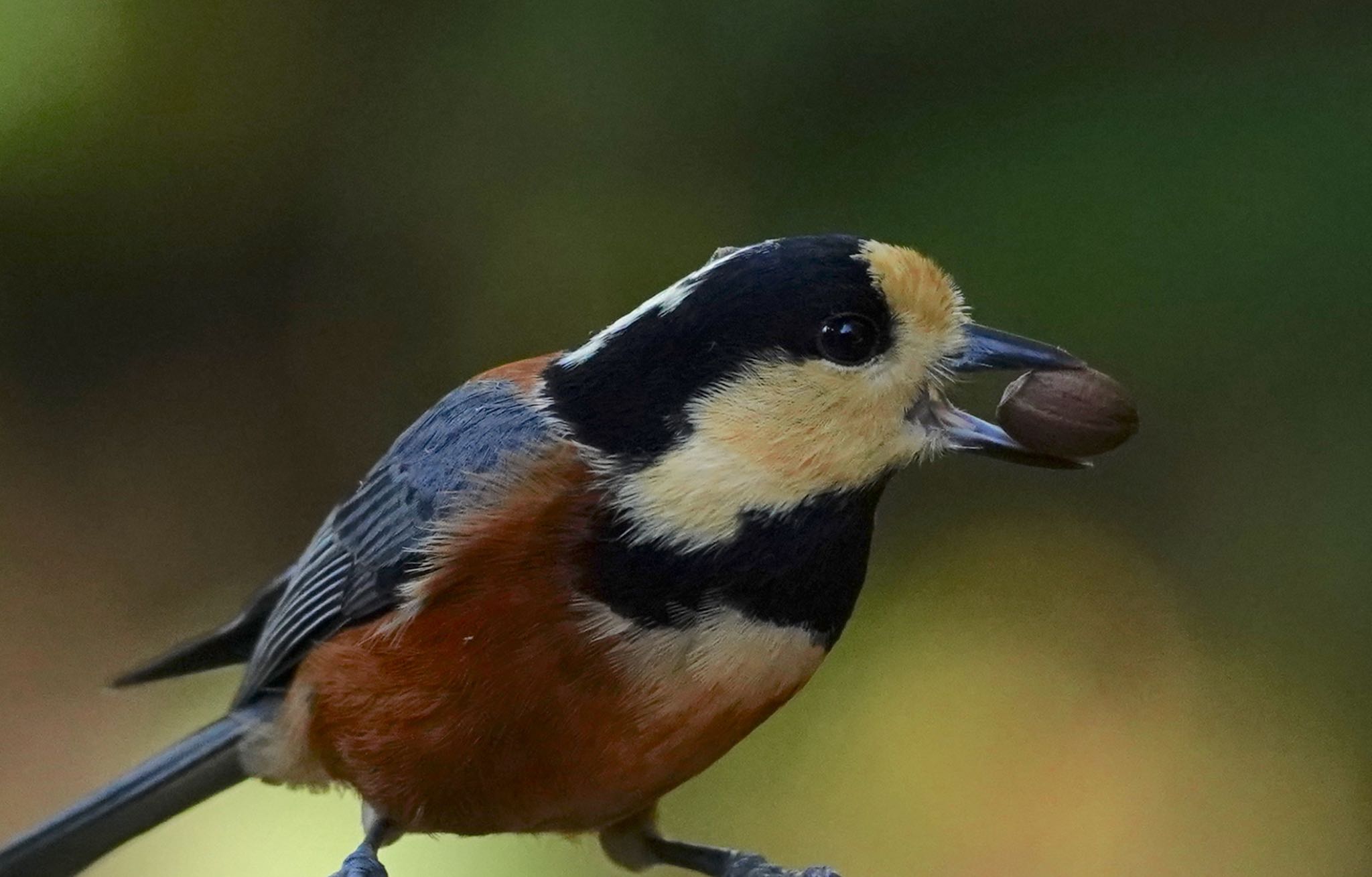 Photo of Varied Tit at 紫金山公園 by アルキュオン