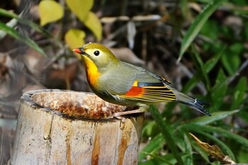 Red-billed Leiothrix 紫金山公園 Sat, 11/20/2021