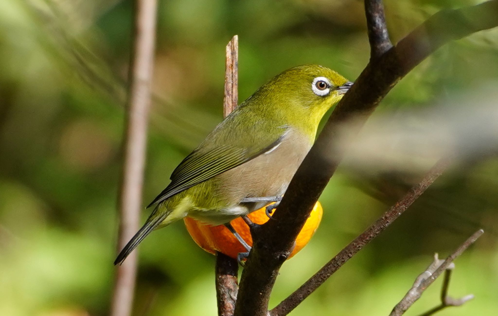 Photo of Warbling White-eye at 紫金山公園 by アルキュオン