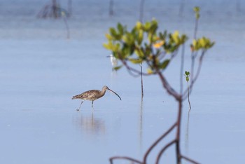 ホウロクシギ Olango Island Wildlife Sanctuary 2017年5月5日(金)