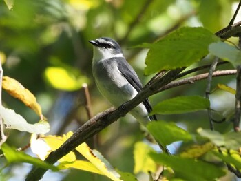 2021年11月20日(土) こども自然公園 (大池公園/横浜市)の野鳥観察記録