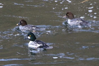 Sat, 11/20/2021 Birding report at 北海道　二海郡　八雲町　遊楽部川