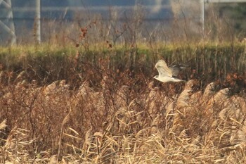 オオタカ 北海道　二海郡　八雲町　遊楽部川 2021年11月20日(土)