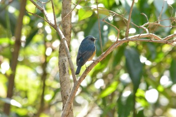 Red-flanked Bluetail Unknown Spots Sun, 4/9/2017