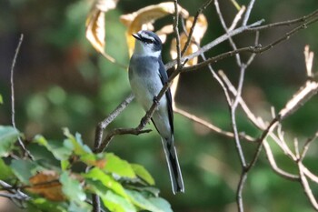 2021年11月20日(土) こども自然公園 (大池公園/横浜市)の野鳥観察記録