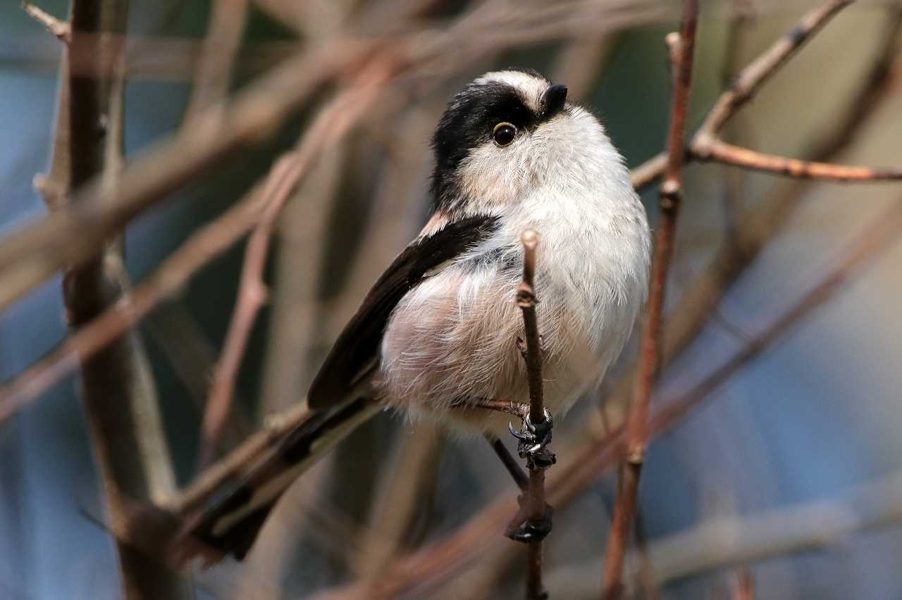 Photo of Long-tailed Tit at 吉野ヶ里歴史公園 by とみやん