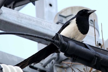 カササギ 小城公園 2017年4月2日(日)