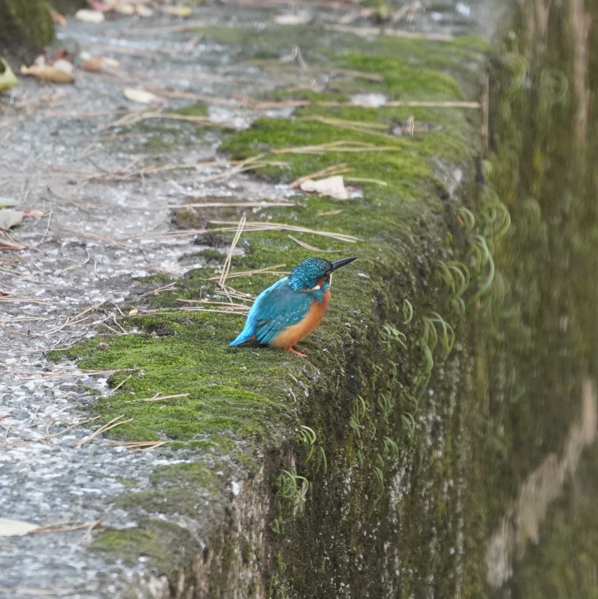 横須賀市鴨居 カワセミの写真 by misa X