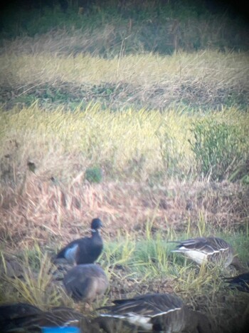 Brant Goose 宍道湖 Sat, 11/20/2021