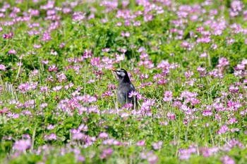 ムクドリ 石井桶公園 2017年4月2日(日)