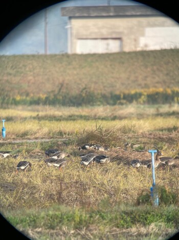 Greater White-fronted Goose 宍道湖 Sat, 11/20/2021