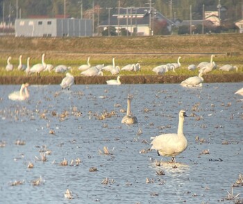Sat, 11/20/2021 Birding report at 宍道湖