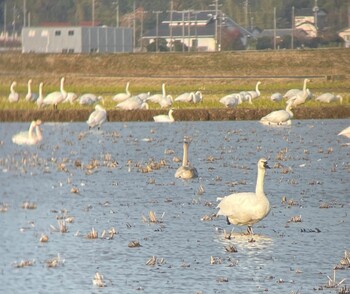 Tundra Swan 宍道湖 Sat, 11/20/2021