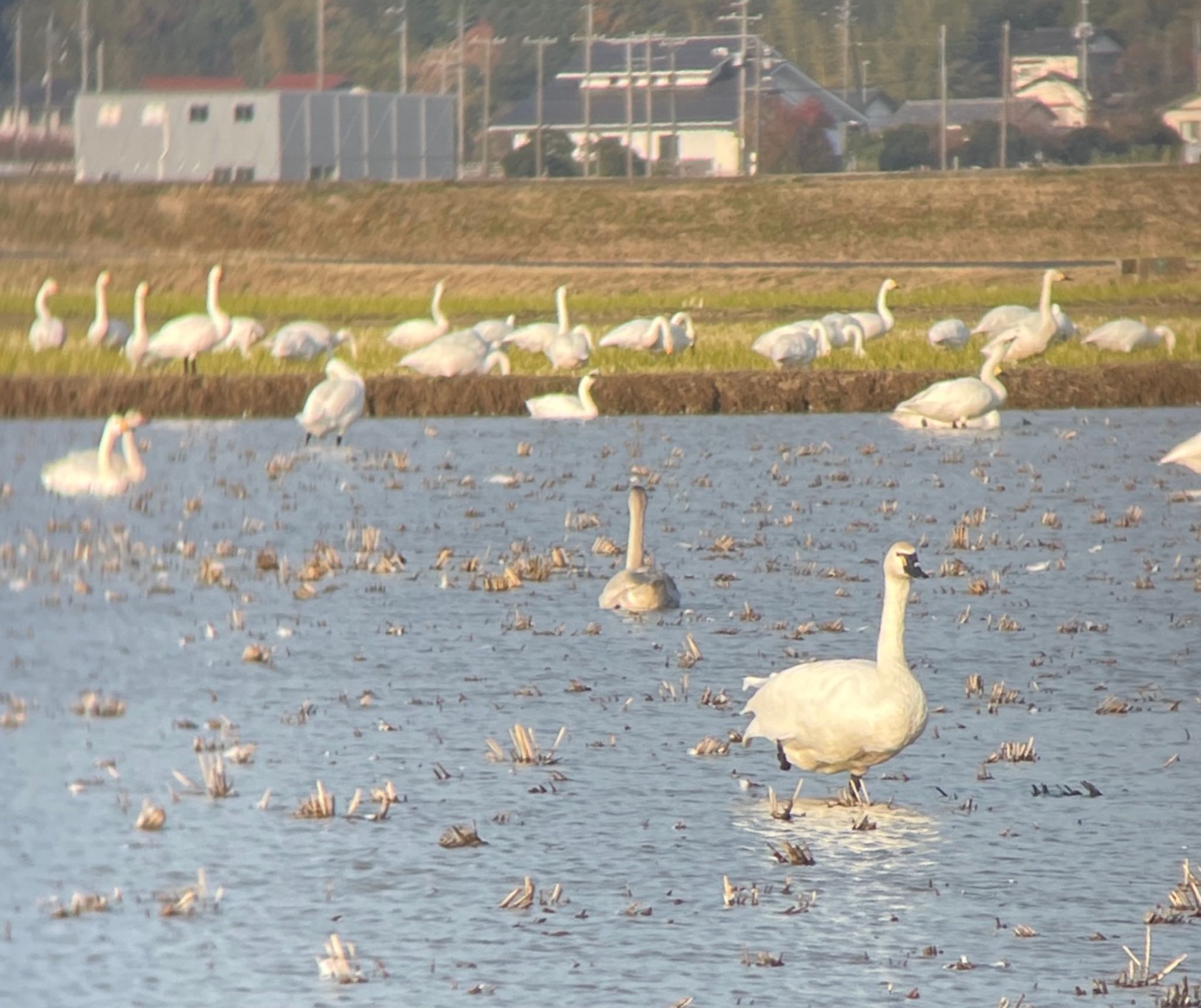 Tundra Swan