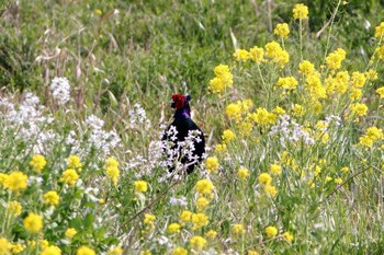 Green Pheasant 吉野ヶ里歴史公園 Sun, 4/2/2017