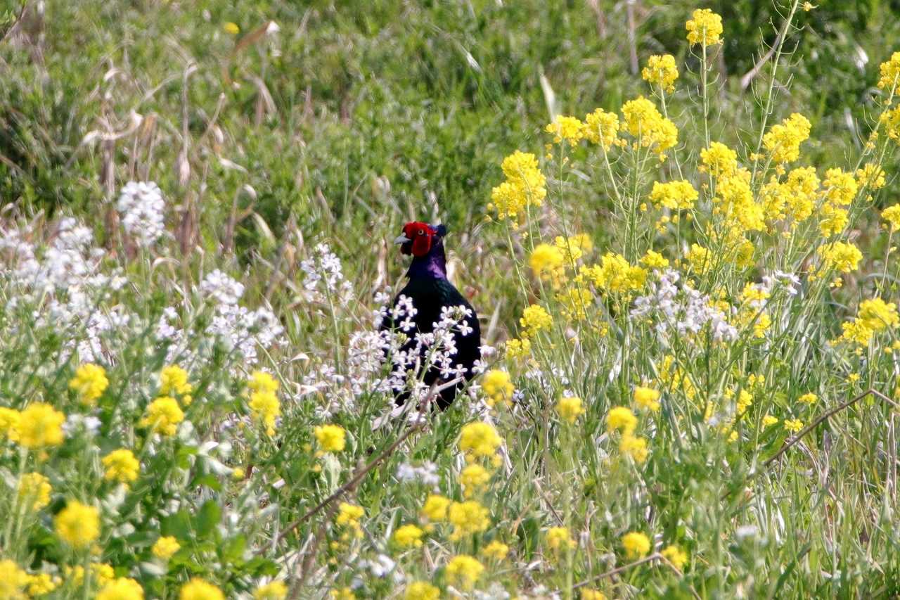 Green Pheasant