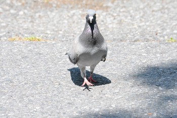 カワラバト 場所が不明 2017年5月6日(土)