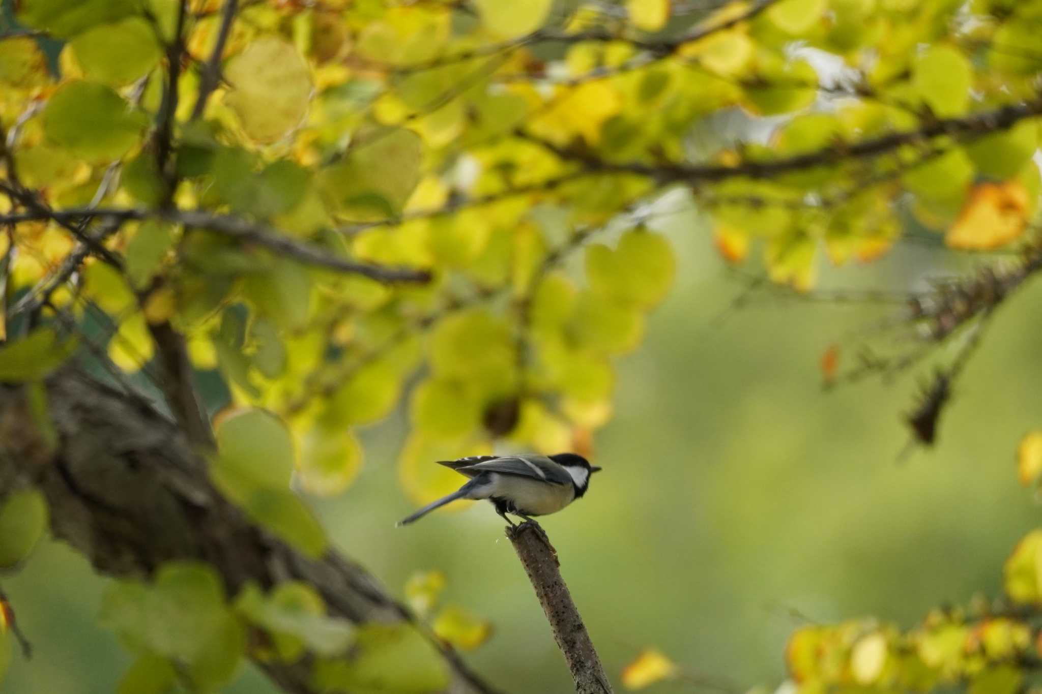 埼玉県 シジュウカラの写真 by どばと