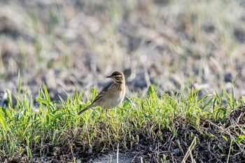 マミジロタヒバリ 長崎市野母崎 2017年4月22日(土)