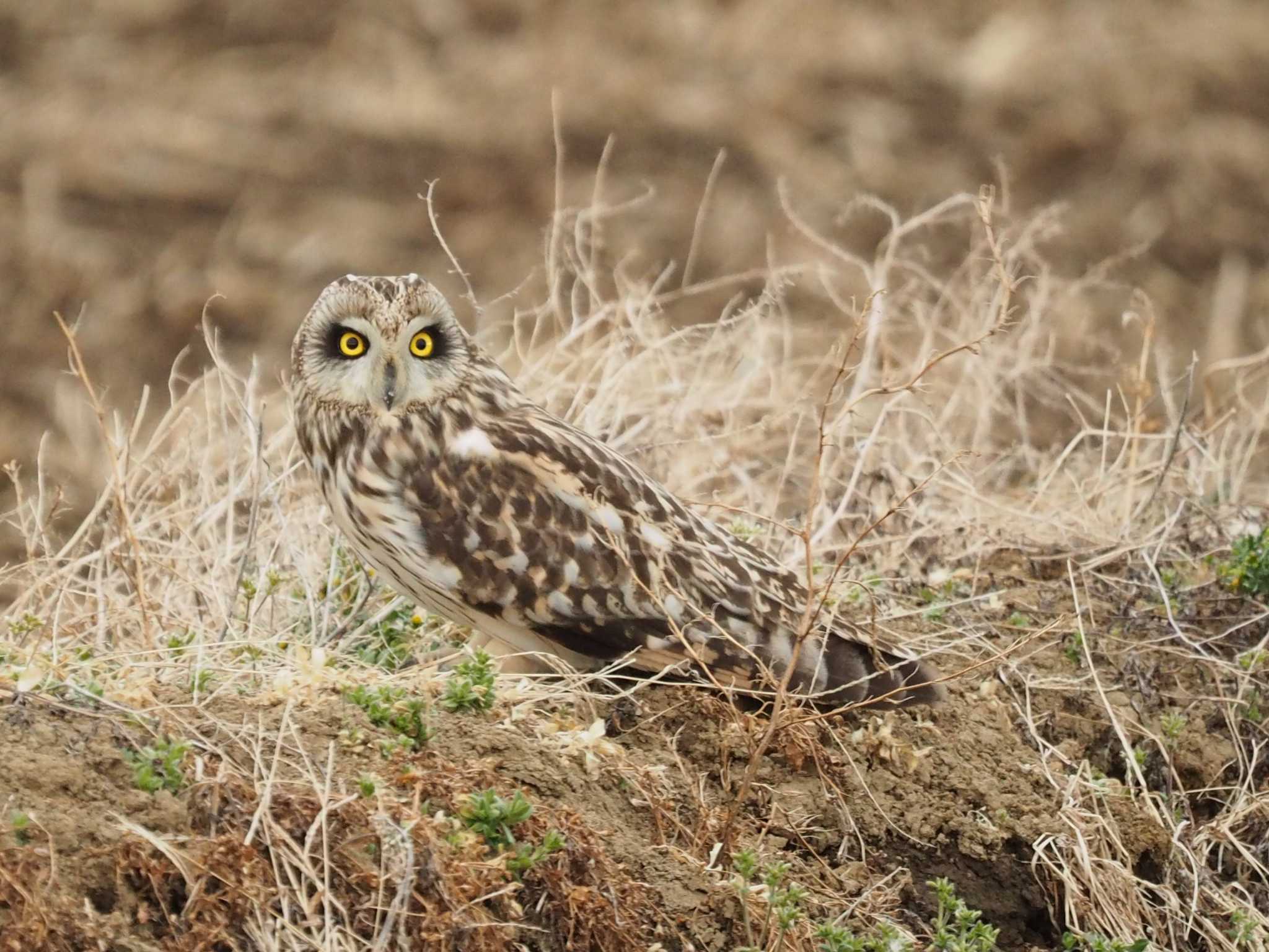 手賀沼 コミミズクの写真 by ハイウェーブ