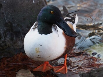 ハシビロガモ 不忍池(上野恩賜公園) 2014年1月11日(土)