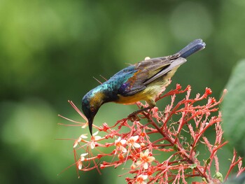 チャノドコバシタイヨウチョウ Mount Mahawu 2019年4月21日(日)