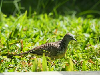 Zebra Dove Alam Angke Kapuk Nature Park (Indonesia) Thu, 7/4/2019